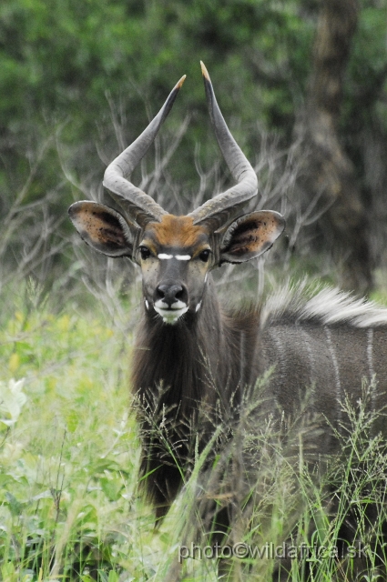 _DSC2121.JPG - The Lowland Nyala (Tragelaphus angasi).