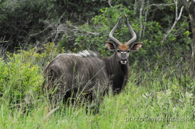 _DSC2122.JPG - The Lowland Nyala (Tragelaphus angasi).