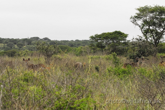 _DSC212506.JPG - The landscape of Tembe