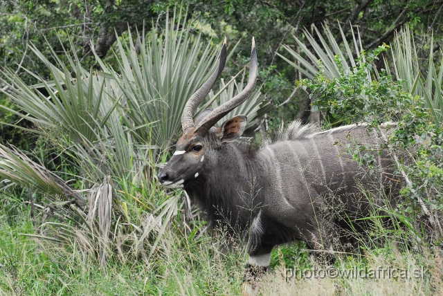 _DSC2134.JPG - The Lowland Nyala (Tragelaphus angasi).