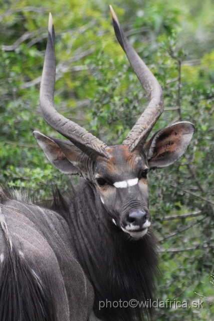 _DSC2139.JPG - The Lowland Nyala (Tragelaphus angasi).