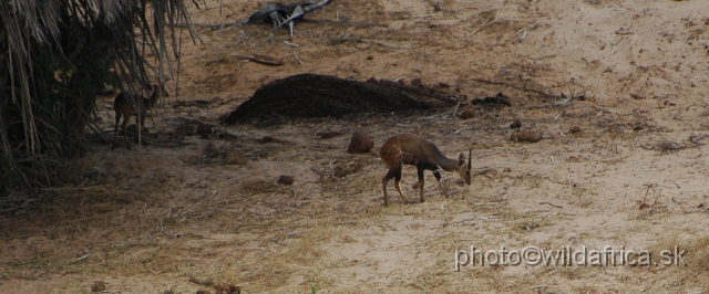 DSC_0118-1.JPG - The East African Bushbuck (Tragelaphus scriptus delameri) browsing for food on the Galana river bank.