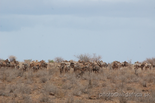 DSC_0140.JPG - Dry semi-arid bushland of Tsavo East with zebras