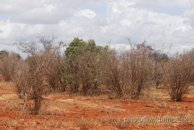 _DSC0219.JPG - Dry semi-arid bushland of Tsavo East is dominated by Commiphora and Terminalia scrubland.