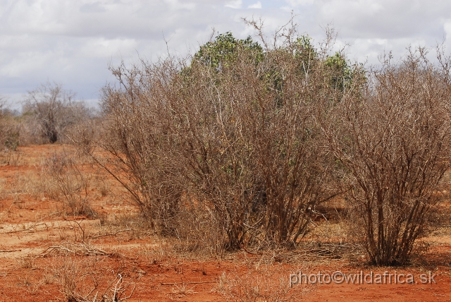 _DSC0220.JPG - Dry semi-arid bushland of Tsavo East with famous red soil of Tsavo
