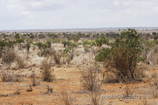 _DSC0285.JPG - Dry semi-arid bushland of Tsavo East