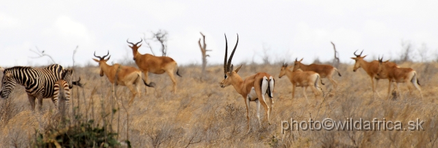 _DSC0308.JPG - Three ungulate species in one frame: zebra, kongoni and Peters's Gazelle