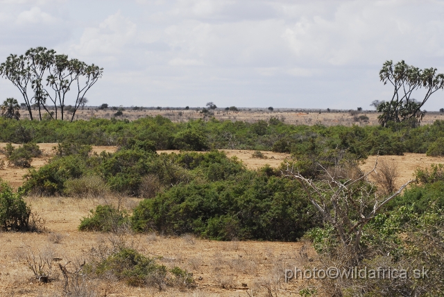 _DSC0376.JPG - Landscape of Tsavo East