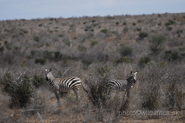 _DSC0416.JPG - Dry semi-arid bushland of Tsavo East with local mainless population of Plain's zebras