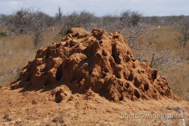 _DSC0419.JPG - Dry semi-arid bushland of Tsavo East