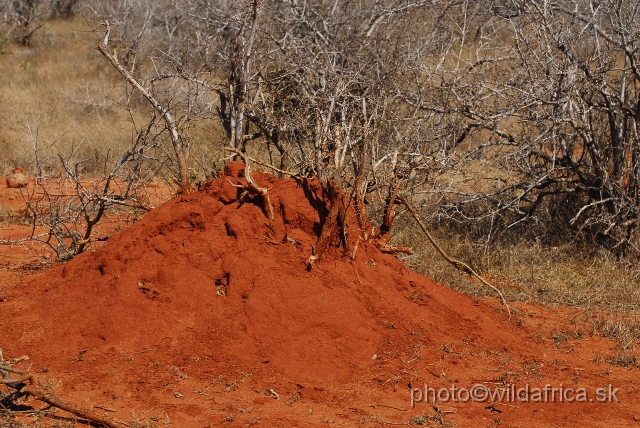 _DSC0429.JPG - Dry semi-arid bushland of Tsavo East