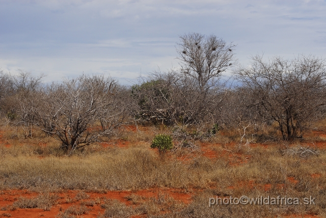 _DSC0435.JPG - Dry semi-arid bushland of Tsavo East
