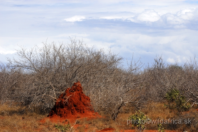 _DSC0436.JPG - Dry semi-arid bushland of Tsavo East