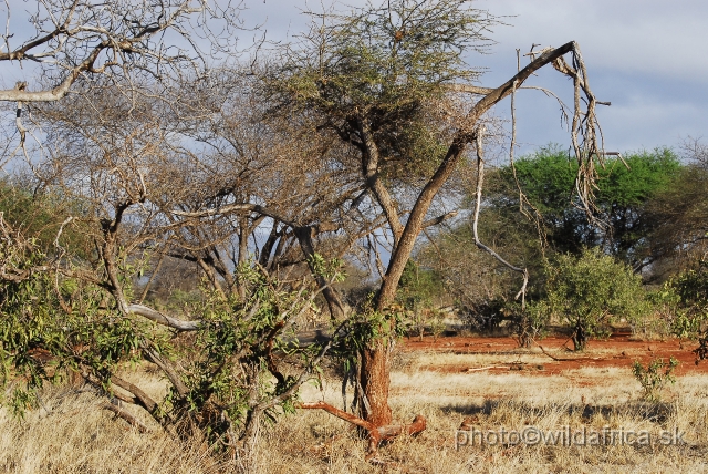 _DSC0701.JPG - Dry semi-arid bushland of Tsavo East
