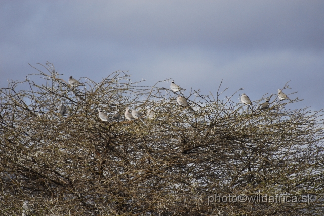 _DSC0721.JPG - Dove colony