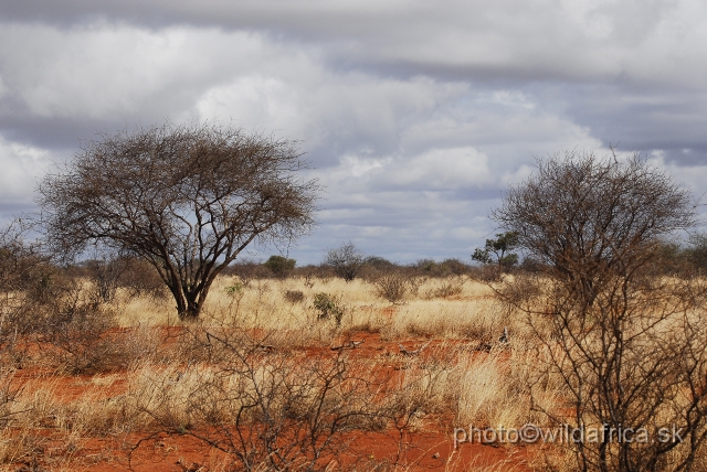 _DSC0747.JPG - Dry semi-arid bushland of Tsavo East