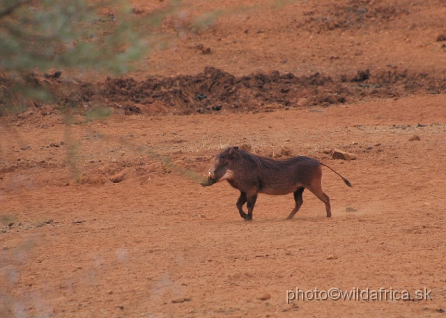 DSC_0026.JPG - We have seen very interestingly looking warthogs at the Kilaguni Lodge.