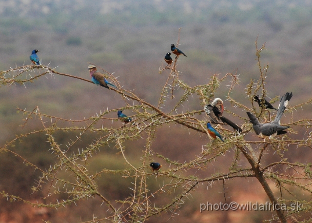 DSC_0032.JPG - This image I named The Tree of Birds: unbelievable, five species in one frame!