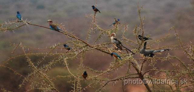 DSC_0034.JPG - Six species in one frame!