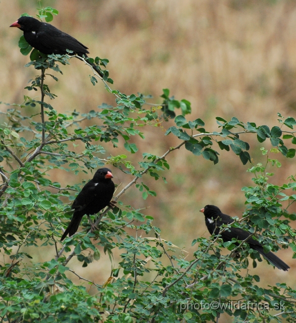 DSC_0035.JPG - Red-billed Buffalo Weavers (Bubalornis niger)