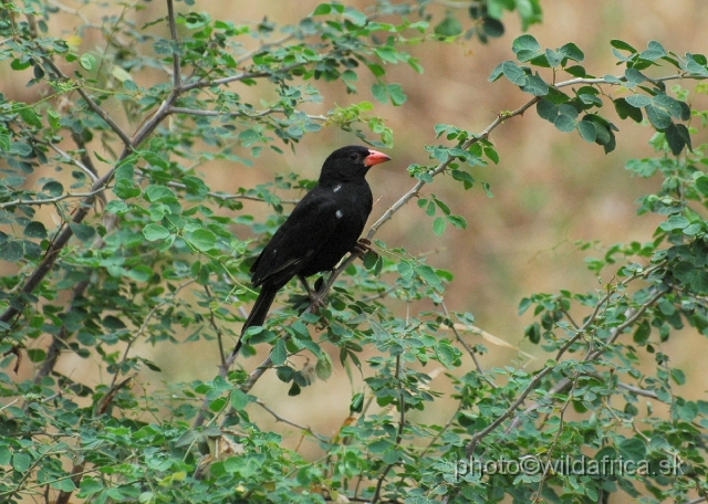 DSC_0036.JPG - Red-billed Buffalo Weaver (Bubalornis niger)