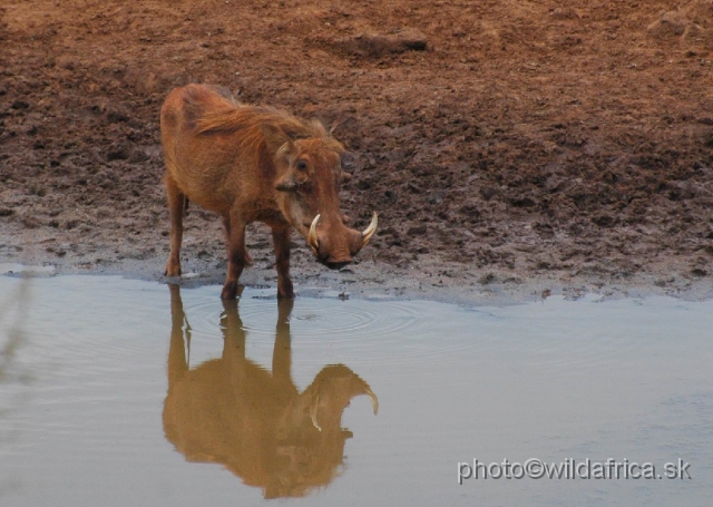 DSC_0038.JPG - We have seen very interestingly looking warthogs at the Kilaguni Lodge.