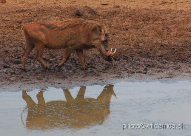 DSC_0044.JPG - We have seen very interestingly looking warthogs at the Kilaguni Lodge.