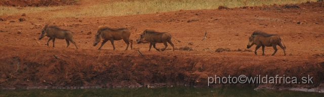 DSC_0046.JPG - We have seen very interestingly looking warthogs at the Kilaguni Lodge.