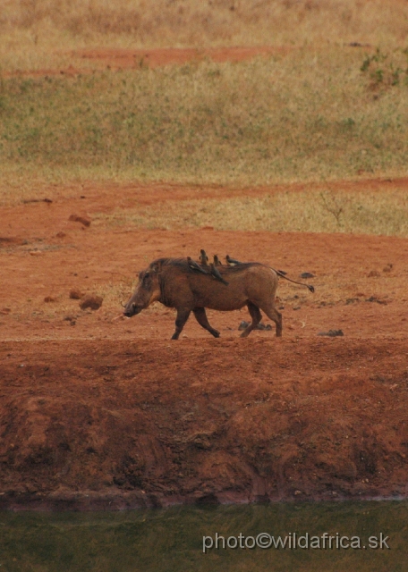 DSC_0047.JPG - We have seen very interestingly looking warthogs at the Kilaguni Lodge.