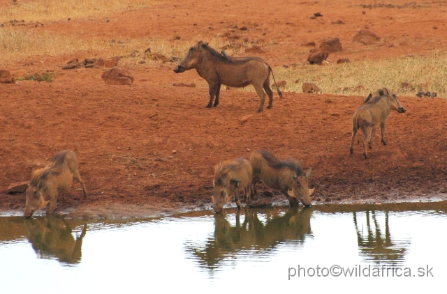 DSC_0050.JPG - We have seen very interestingly looking warthogs at the Kilaguni Lodge.