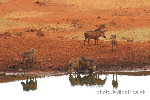 DSC_0051.JPG - We have seen very interestingly looking warthogs at the Kilaguni Lodge.