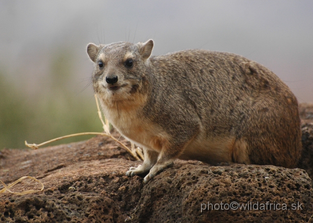 DSC_0062.JPG - Bush Hyrax (Heterohyrax brucei)