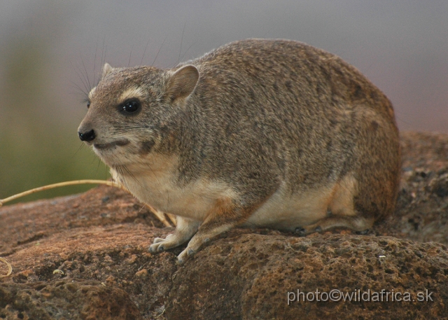 DSC_0064.JPG - Bush Hyrax (Heterohyrax brucei)