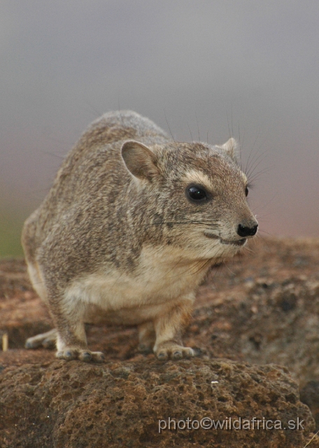 DSC_0067.JPG - Bush Hyrax (Heterohyrax brucei)