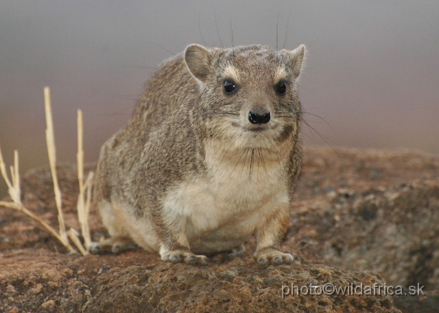 DSC_0068.JPG - Bush Hyrax (Heterohyrax brucei)