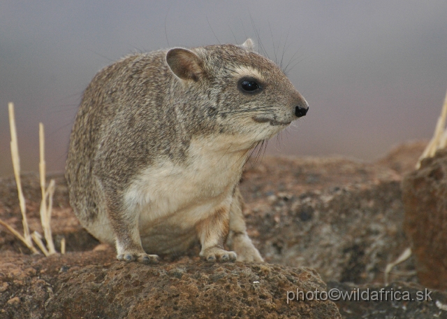 DSC_0069.JPG - Bush Hyrax (Heterohyrax brucei)