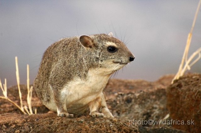 DSC_0070.JPG - Bush Hyrax (Heterohyrax brucei)