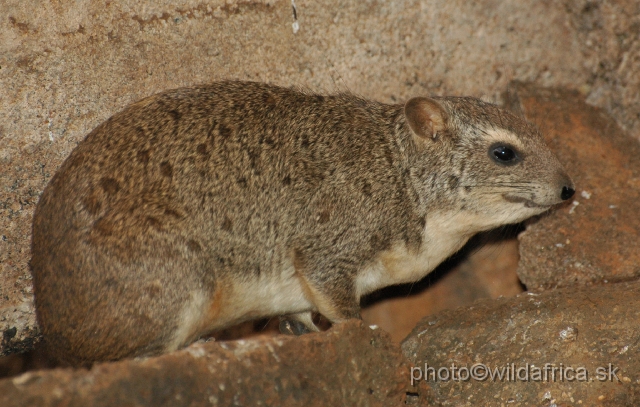 DSC_0071.JPG - Bush Hyrax (Heterohyrax brucei)