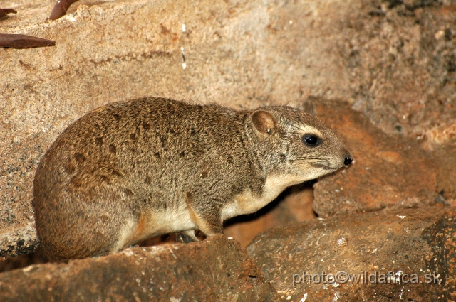 DSC_0072.JPG - Bush Hyrax (Heterohyrax brucei)