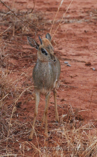 DSC_0099.JPG - I am not sure if this is Kirk's Dikdik. The head is brightly reddish coloured.