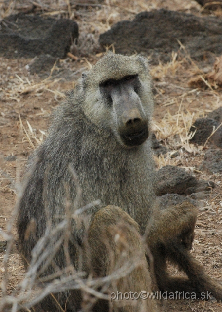 DSC_0123.JPG - Yellow Baboon (Papio cynocephalus)