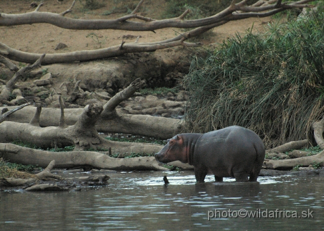 DSC_0131.JPG - Mzima Springs