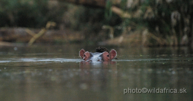 DSC_0136.JPG - Mzima Springs