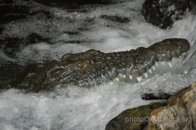 DSC_0144.JPG - Mzima Springs