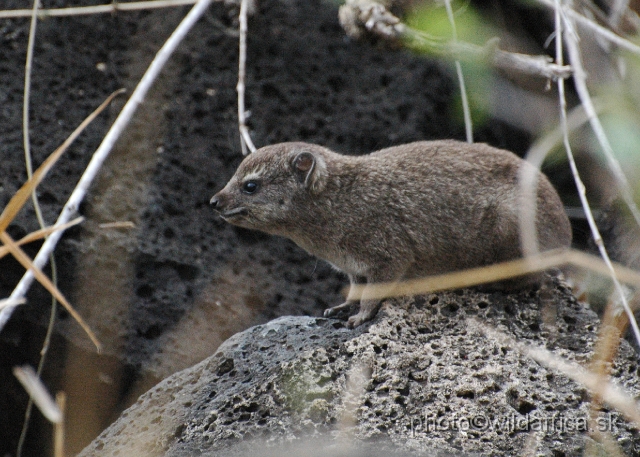 DSC_0155.JPG - Bush Hyrax (Heterohyrax brucei)