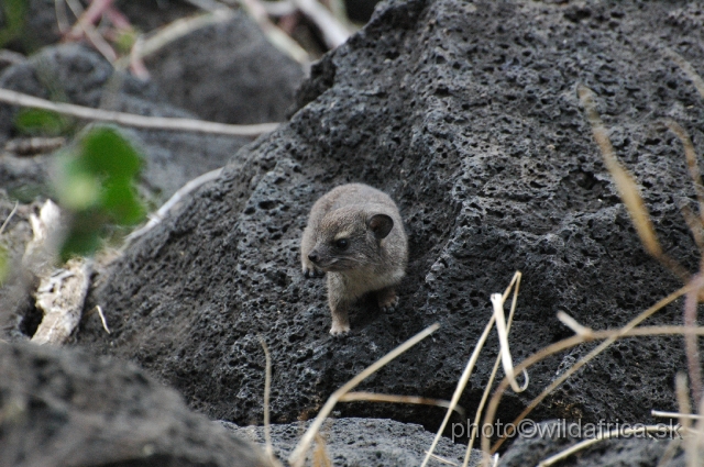 DSC_0158.JPG - Bush Hyrax (Heterohyrax brucei)