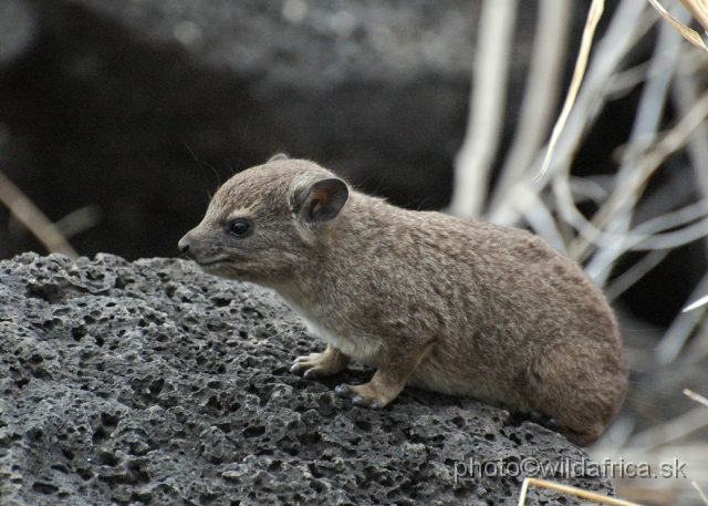 DSC_0160.JPG - Bush Hyrax (Heterohyrax brucei)