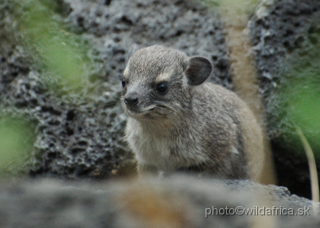 DSC_0161.JPG - Bush Hyrax (Heterohyrax brucei)