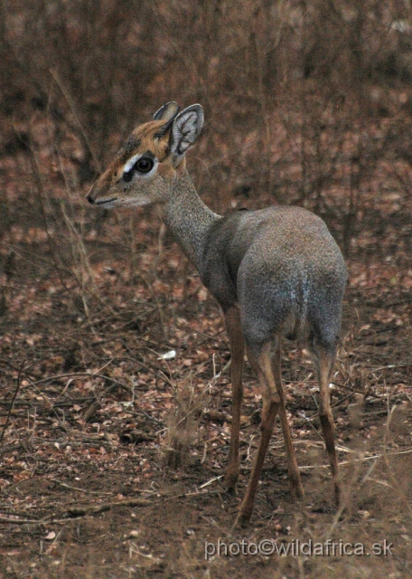 DSC_0170.JPG - I am not sure if this is Kirk's Dikdik. The head is brightly reddish coloured. It can be the Gunther's Dikdik (Madoqua guentheri)