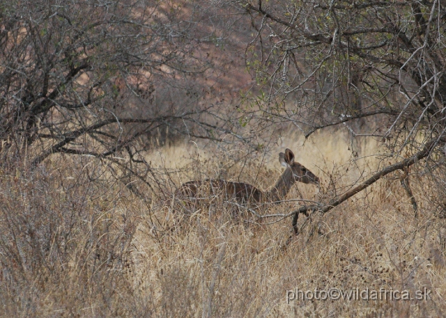 DSC_0176.JPG - They are very secretive and elusive. But here the chance to take a snap of this rare antelope is probably highest.